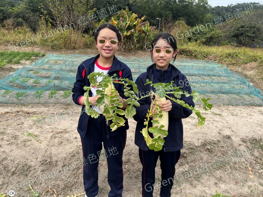 採收有機蔬果體驗
